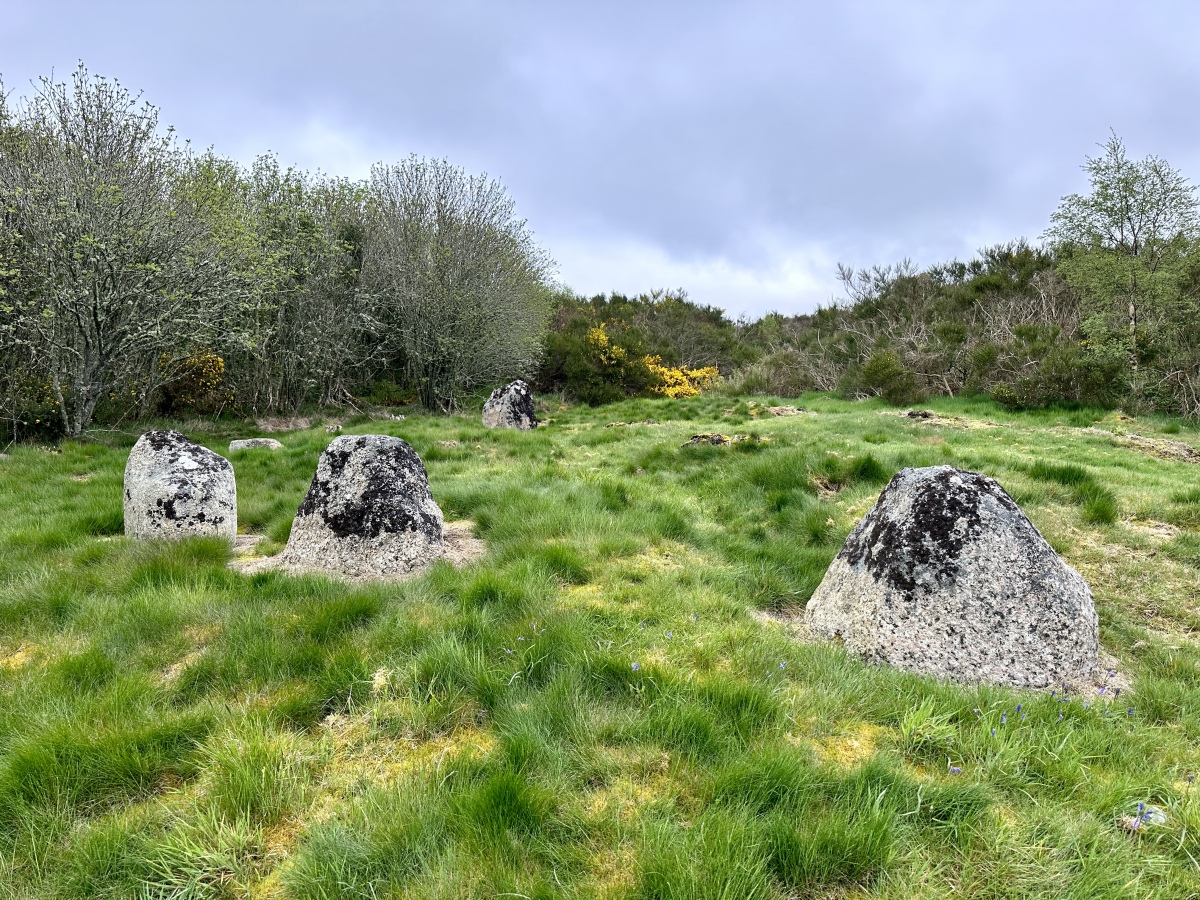 A photograph of the stone circle at Edderton/Carriblair near Tain, in the Highland region of Scotland. Four or possibly five stones can be seen.
The photograph was taken on 10 May 2023.