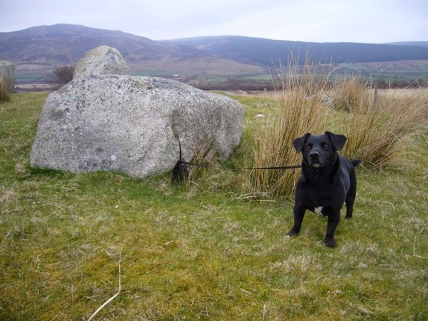 Machrie Moor 5. May 2006. A stone at the south-east has a hole in it, which Fingal used to tether his dog Bran. As you can see it is also quite suitable for a modern terrier.