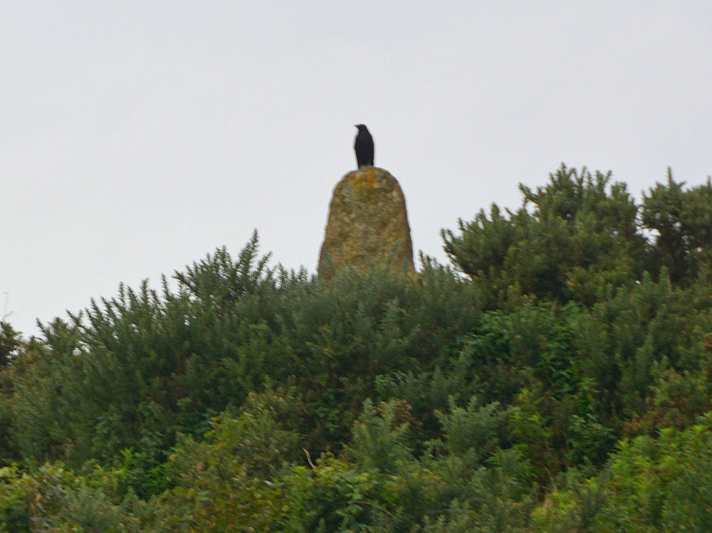 As we were walking away from the stone, we spotted some really old boundary features in the south east of the field and had stopped to photograph them.  I head some loud cawing from above, and caught this crow bobbing up and down on top of the stone.  Eerie!