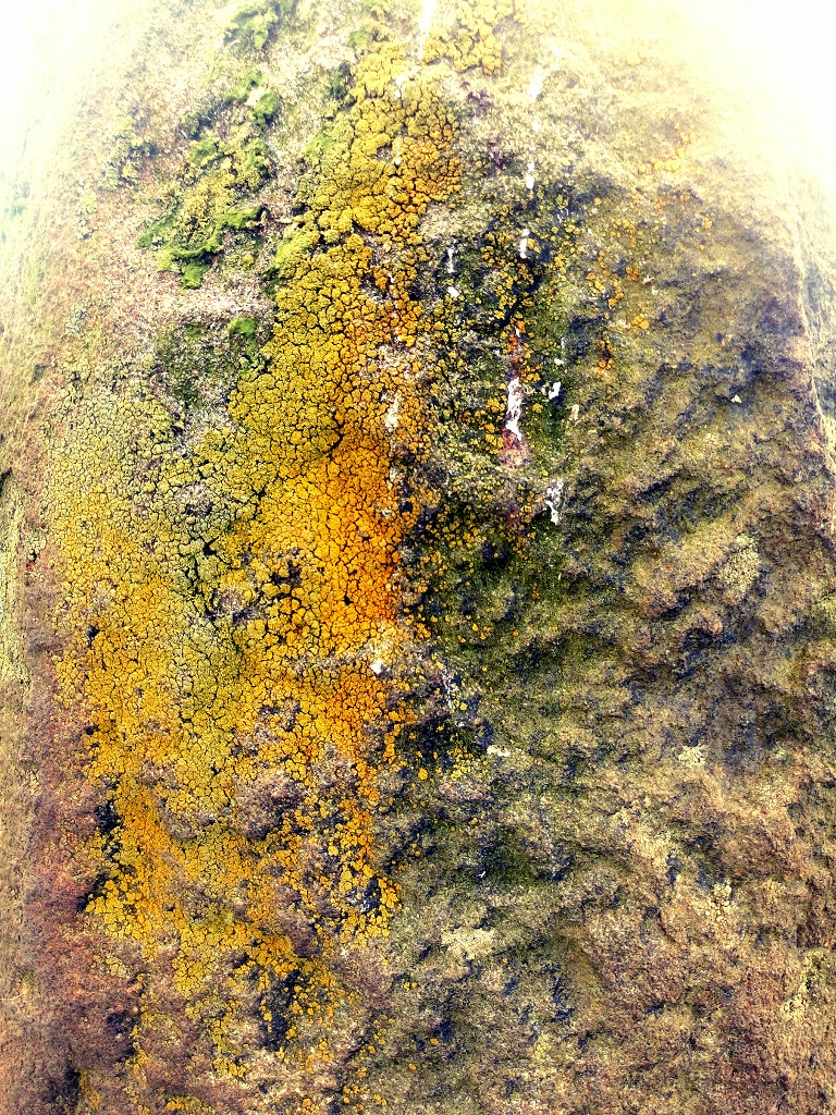 Facing SE (25.08.18) : Lichen growth on the NW edge of the Menhir