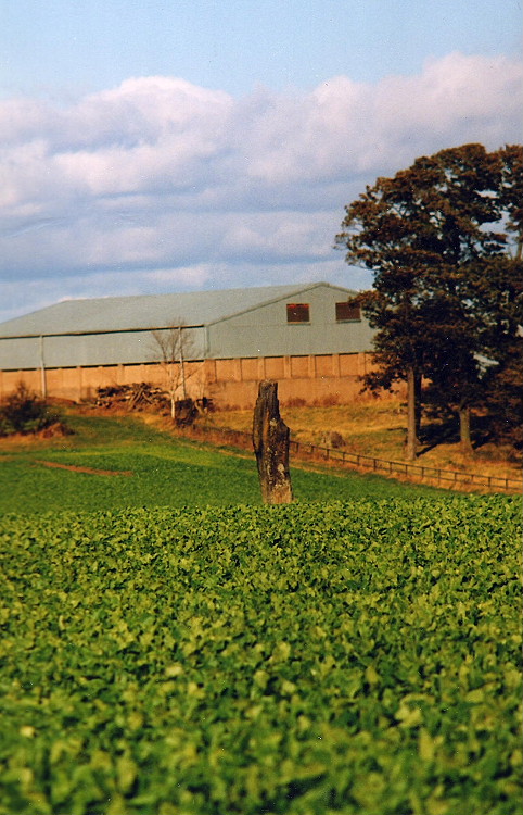 Kirkland hill: Standing stone in cultivated field on north side of A1 and east side of road to North Berwick. I think it is taller but thinner than the Pencraig Hill standing stone. I always think it looks rather forlorn standing in this field.