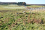 Mayshiel Stone Circle - PID:187892