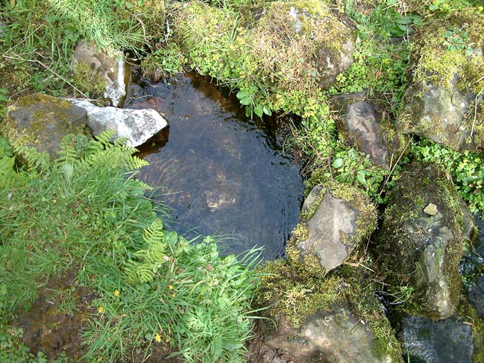 Loch Sheanta Spring 2.  The spring drains into the stream at the bottom right of the photo.