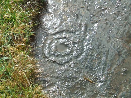 Cup and ring marked stone

Site in  Scotland

