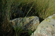 Quinloch Muir Stones - PID:214987