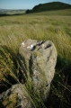Quinloch Muir Stones - PID:214988