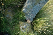 Quinloch Muir Stones - PID:214990