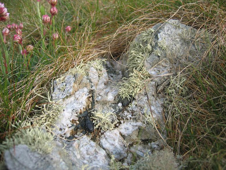 Small and perfectly formed, this boulder has much to please the eye in Mynydd Bach ring cairn.