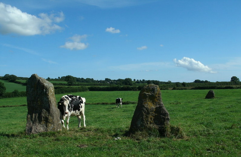 Meinillwydion, With added cow for scale.
