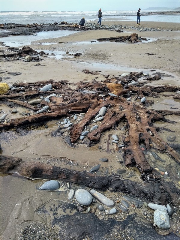 Borth Sands Submerged Forest