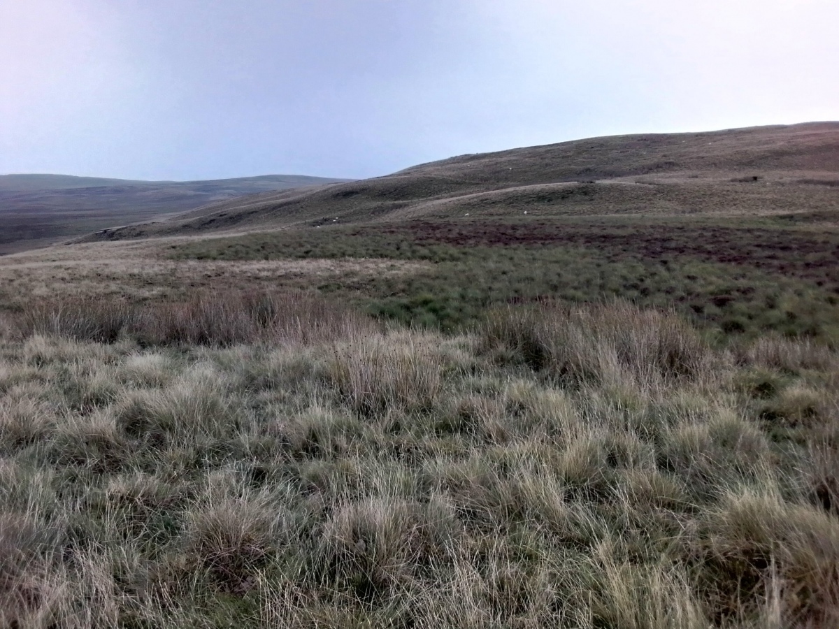 looking north. View of the cairn's location (centre left of pic) within the wider environment.