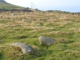 Cors Y Carneddau - PID:13350