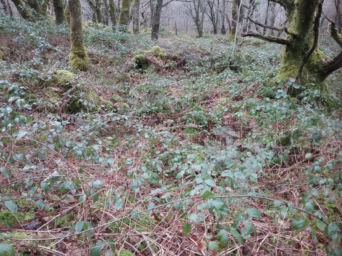 Possible outlying hut circle close to the enclosure.