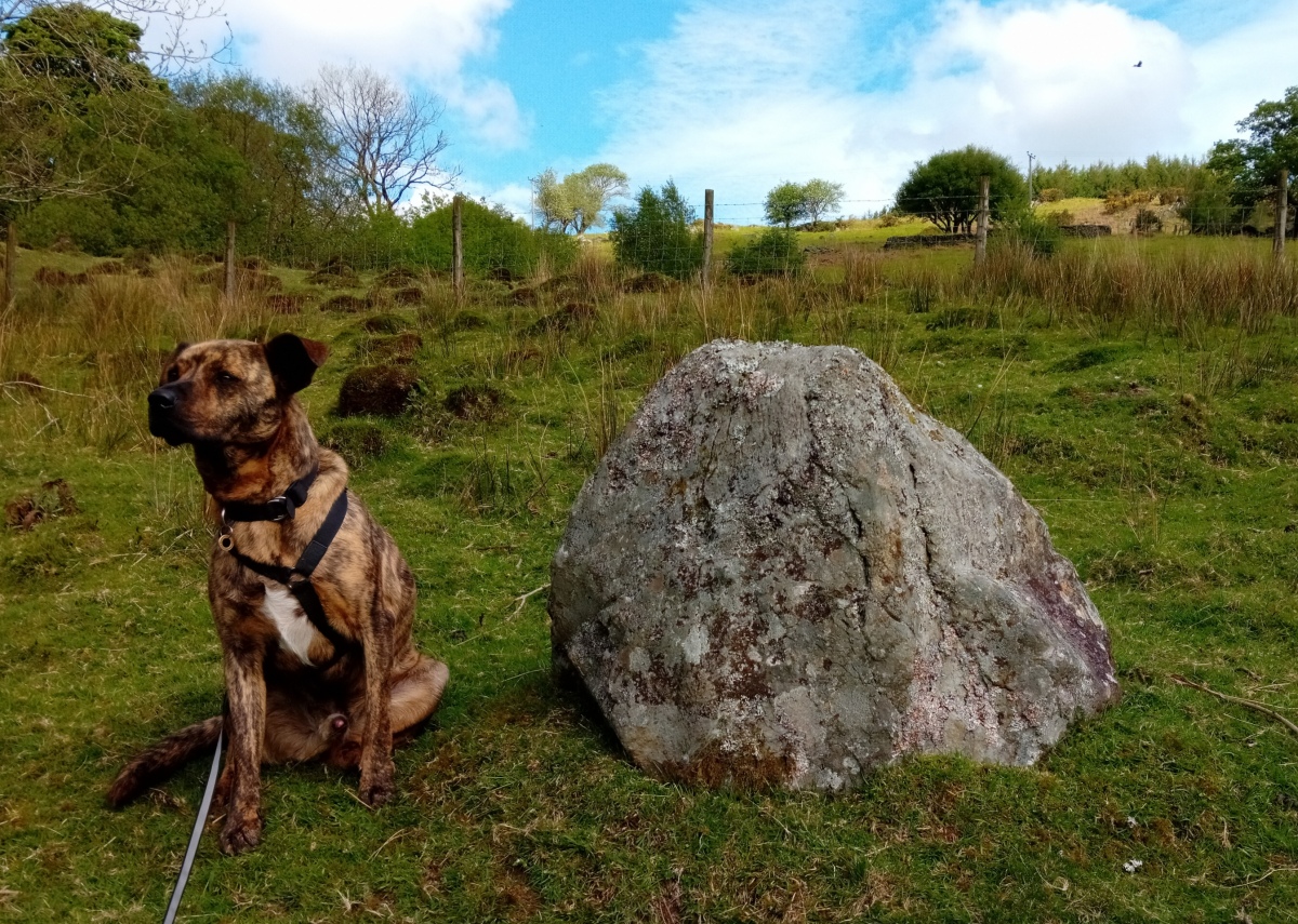 Maes-y-Bwlch 2 and friend.