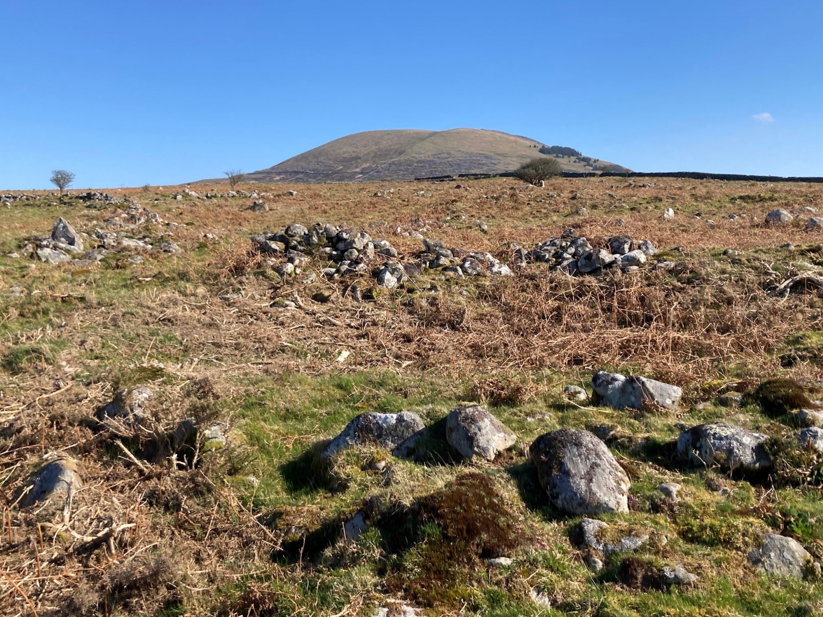 When the bracken has died back you can see the group of 3 polygonal huts in the field system that are recorded in Coflein 

https://coflein.gov.uk/en/site/58184/
