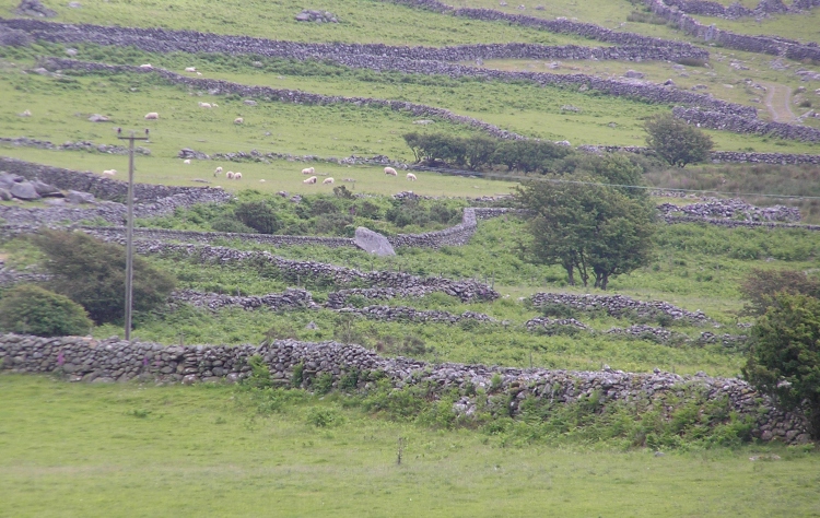 This picture show the position of the capstone (centre of picture) in the network of stone walls which now divide the landscape following enclosure. 