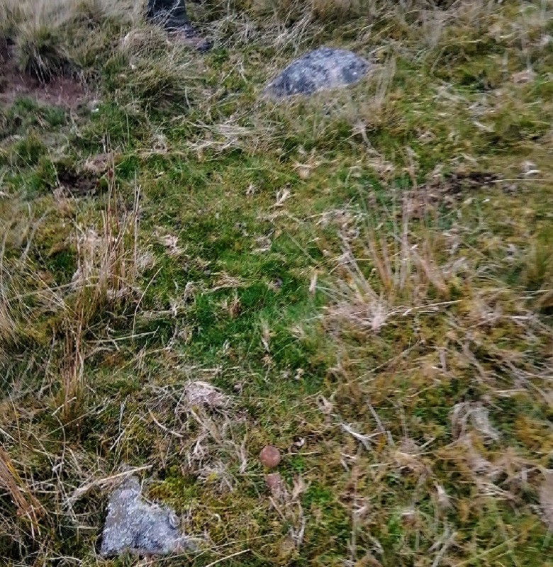 The recumbent stone lies in open moorland and is hardly visible through the over lying grass.