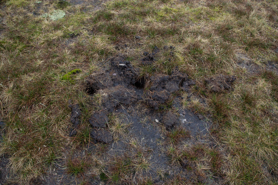 More damage, luckily only to the peat, but in the centre of the circle.