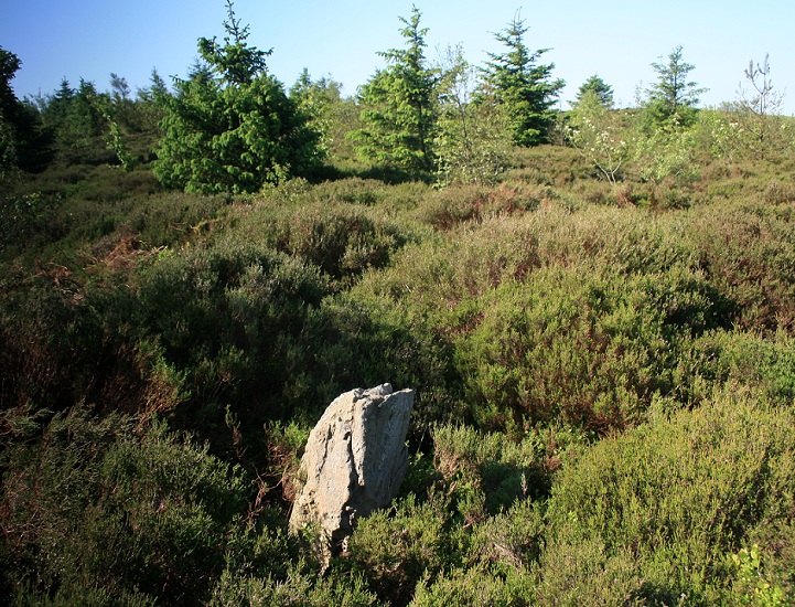 Camlo Hill Stone