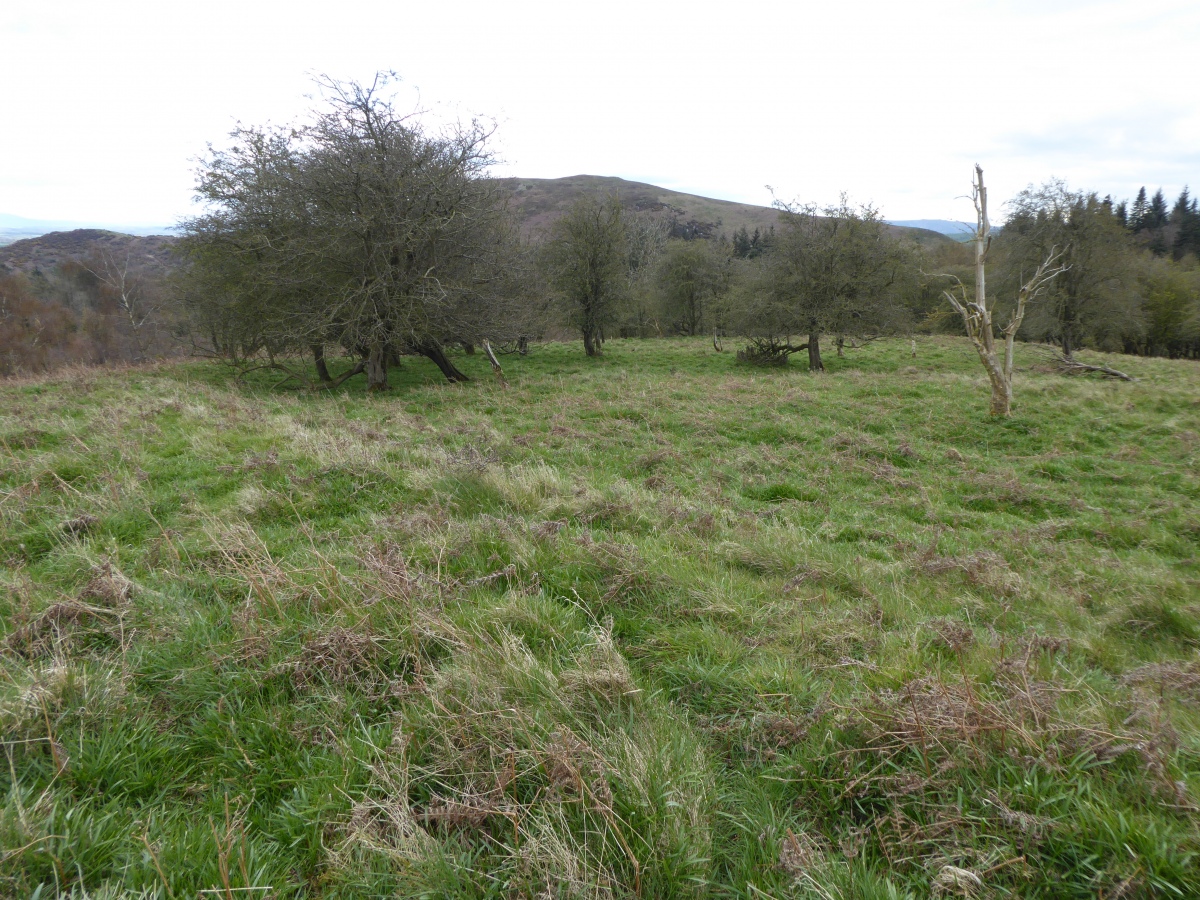 The banks of the settlement circle round the interior.. The ramparts of Cefn y Castell hillfort can be seen in the distance.